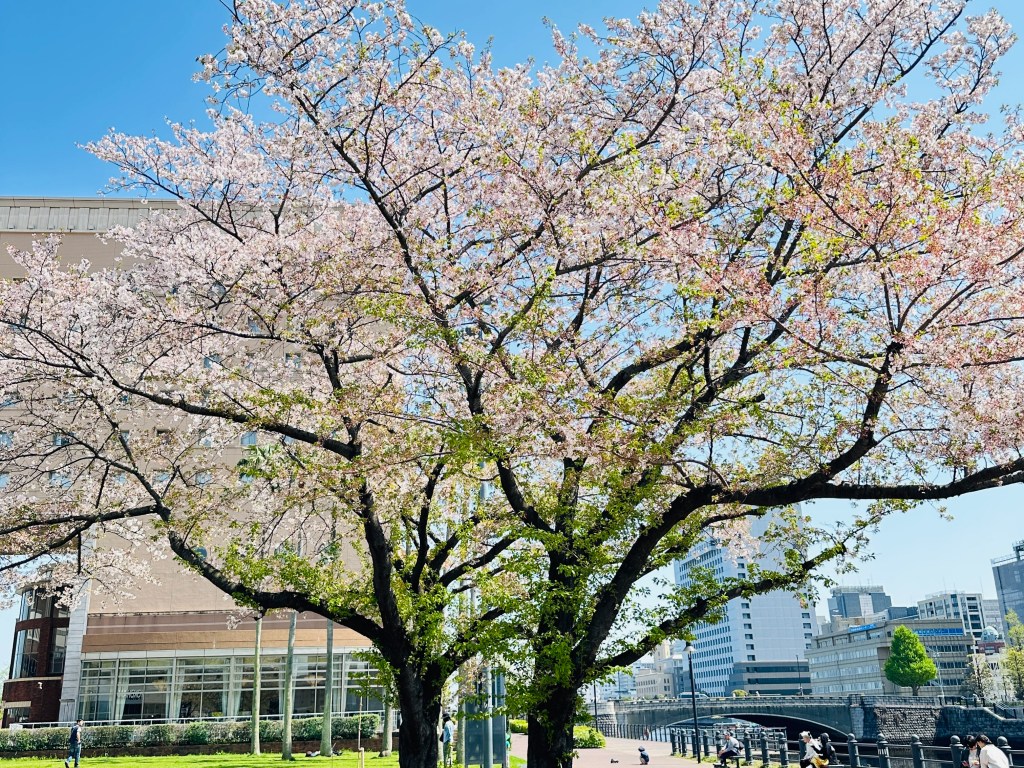 Cherry blossom trees in Yokohama with modern buildings in the background