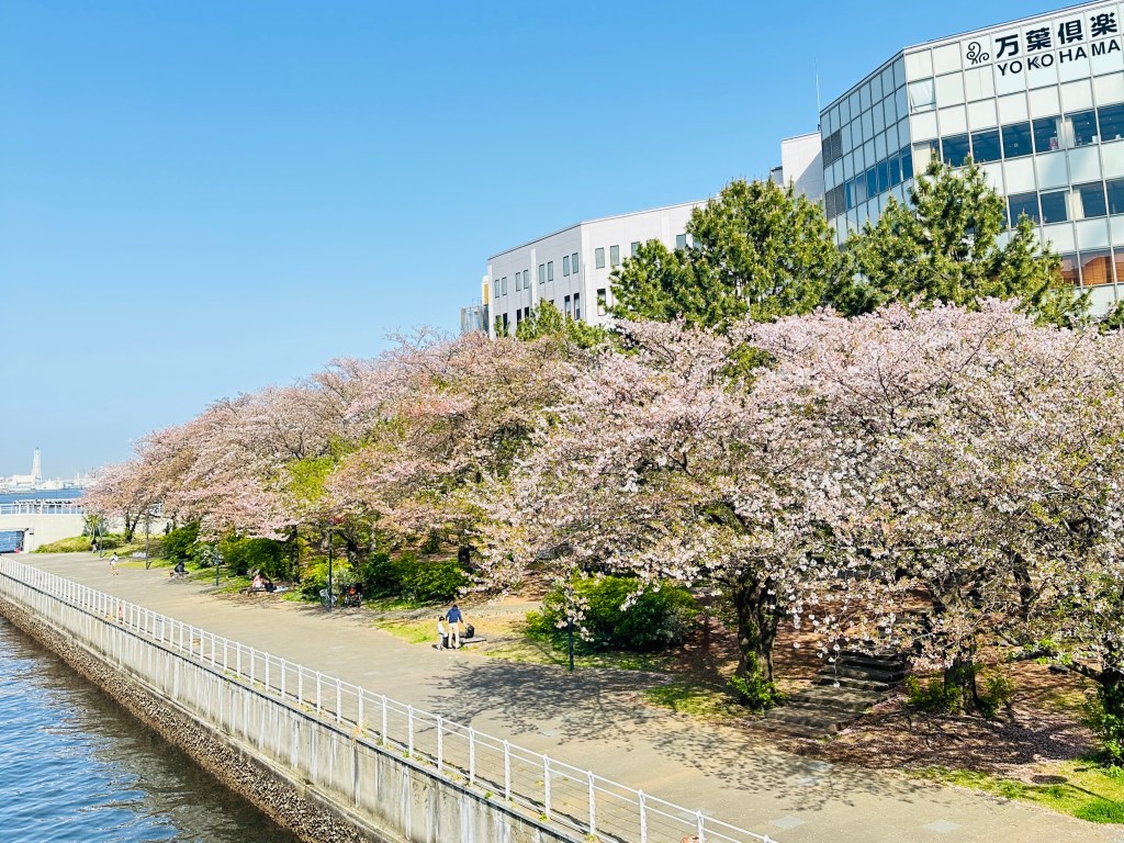 Cherry blossoms along the riverside in Yokohama with modern buildings in the background