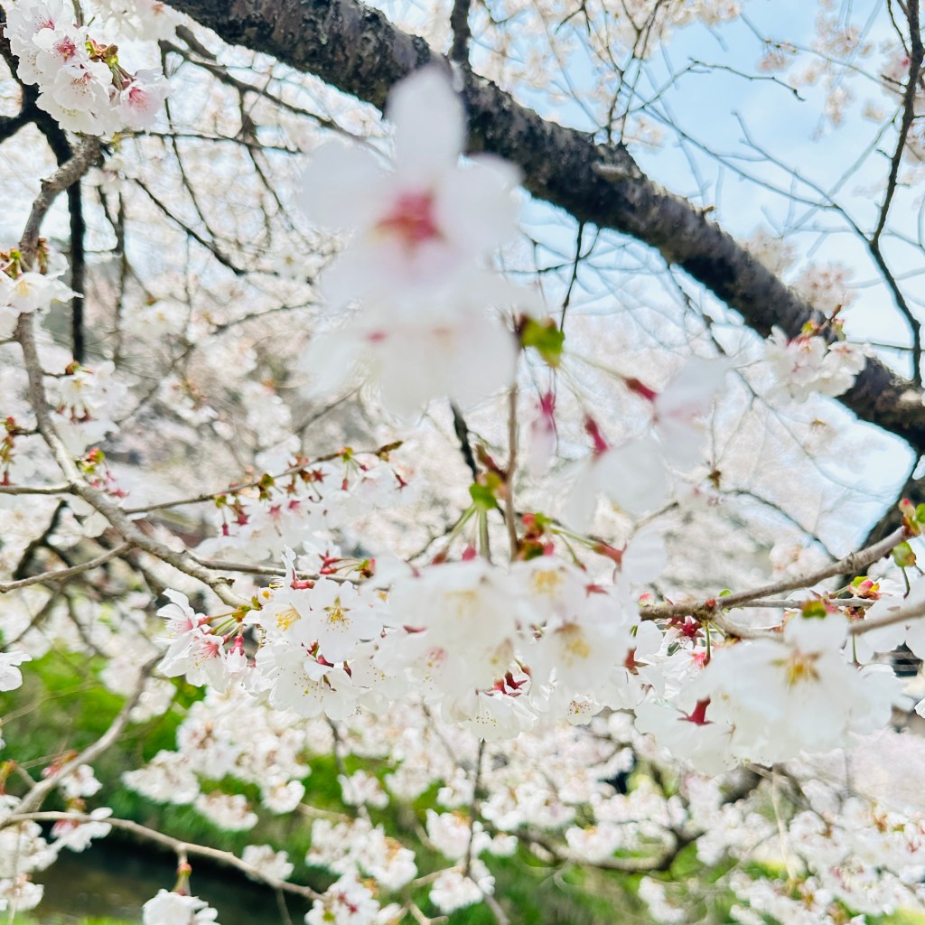 white cherry blossoms