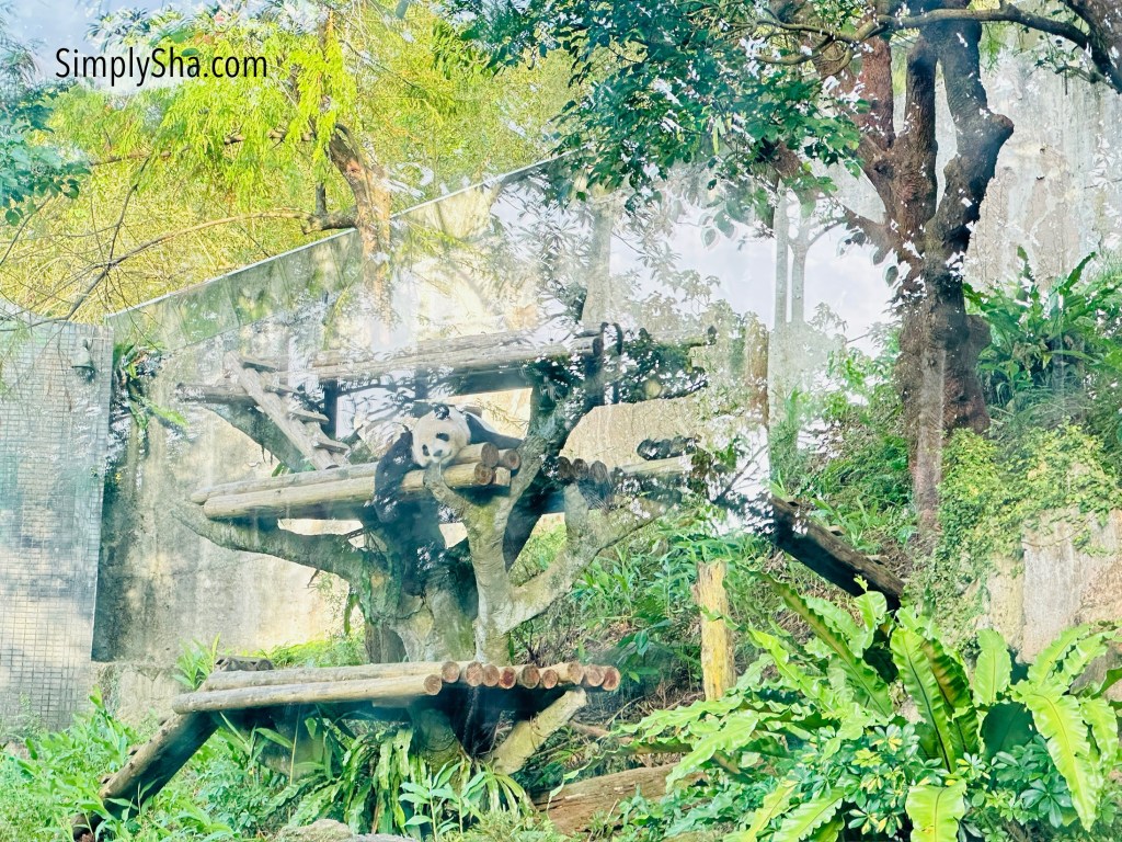 Giant panda resting on a wooden platform inside the Taipei Zoo enclosure surrounded by lush greenery